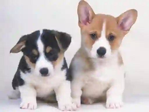 Logħba Cute Puppies Puzzle onlajn