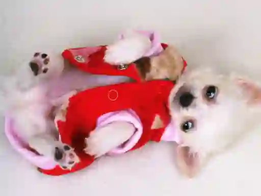 Logħba Lovely Puppy Slide onlajn