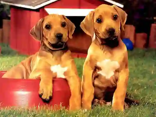 Logħba Puppy Pairs Puzzle onlajn