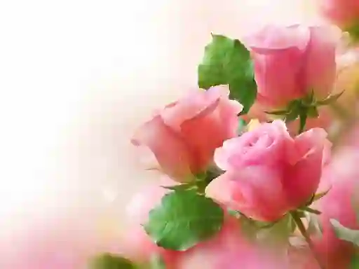 Logħba Pink Roses onlajn