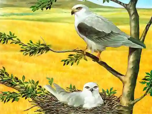Logħba Birds Of Prey Puzzle onlajn