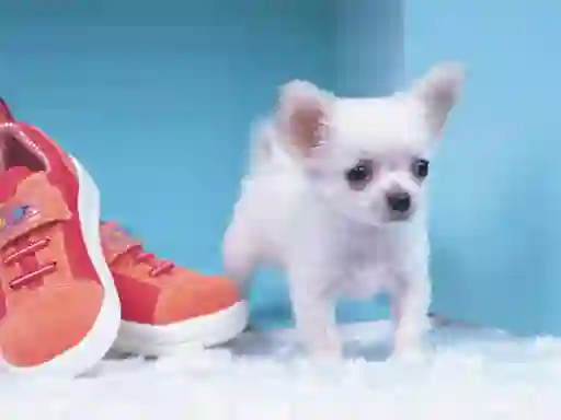 Logħba Lovely Puppy Puzzle onlajn