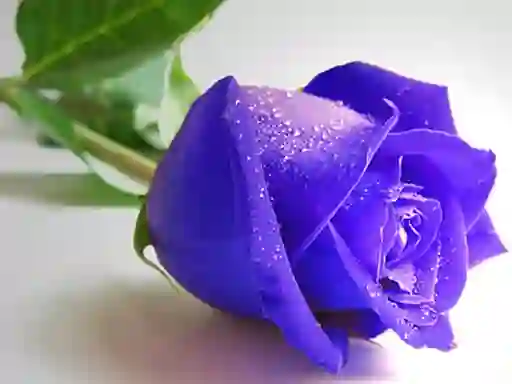 Logħba Blue Roses onlajn