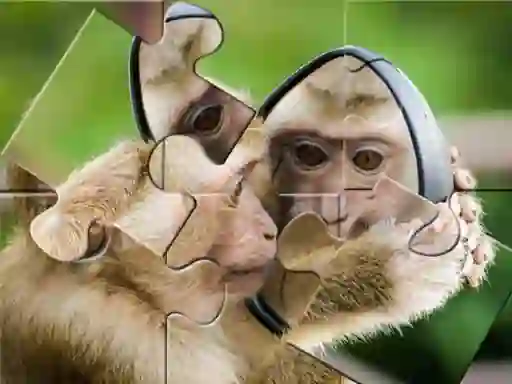 Logħba Chimpanzee Jigsaw onlajn