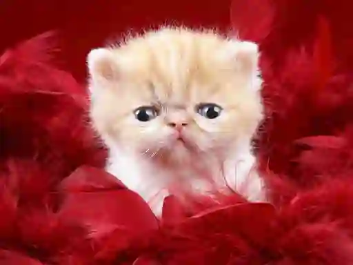 Logħba Funny Kitty onlajn