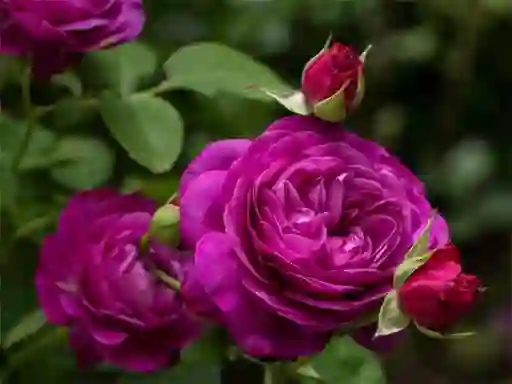 Logħba Purple Roses onlajn