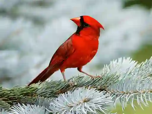 Logħba Birds Puzzle onlajn