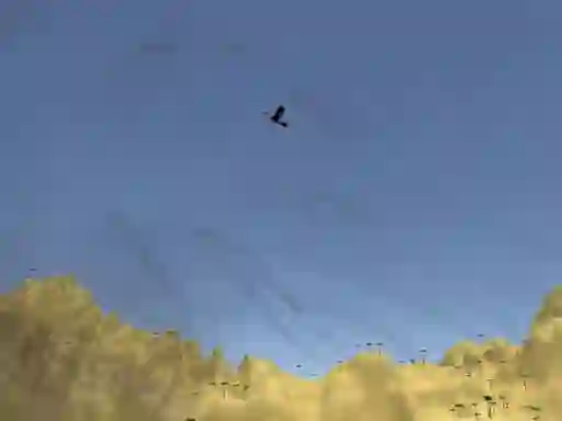 Logħba Toucan Shooter onlajn