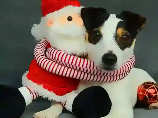 Logħba Funny Christmas Dogs onlajn