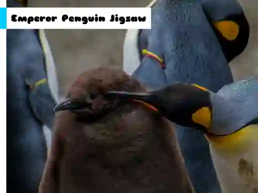 Logħba Emperor Penguin Jigsaw onlajn