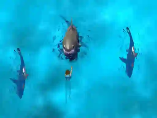 Logħba Avoid the Sharks onlajn