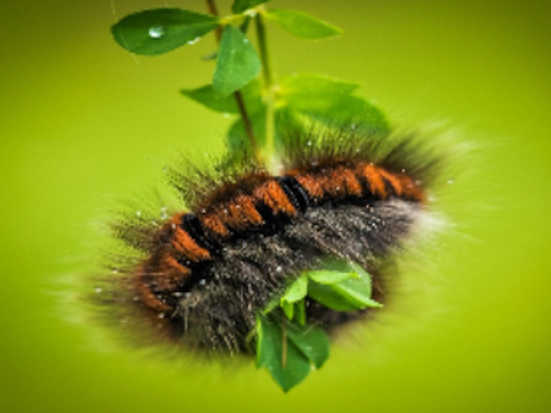 Logħba Jigsaw tal-annimali tal-larva caterpillar onlajn