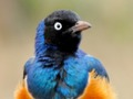Logħba Puzzle tal-Annimali: Wildlife & Logic  onlajn