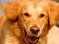 Logħba Dog Spot Id-Differenza  onlajn