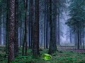 Logħba Inżul mistiku fil-foresta  onlajn