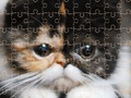 Logħba Puzzle Jigsaw Qtates Eżotiċi  onlajn