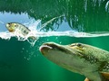 Logħba Żafżafa Pond  onlajn