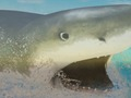 Logħba La Shark onlajn