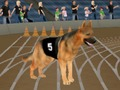 Logħba Crazy Dever Racing Racing Dog  onlajn