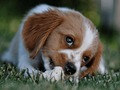 Logħba Jigsaw Doggy  onlajn