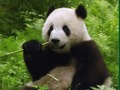 Logħba Puzzle tal-Pandas  onlajn