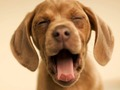 Logħba Doggy umoristiċi  onlajn