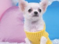 Logħba Puzzle tal-Puppy sabiħ  onlajn