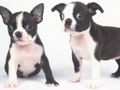 Logħba Żerżaq tal-Puppy sabiħ  onlajn