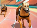 Logħba Crazy Dever Racing Racing Dog  onlajn