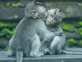 Logħba Jigsaw Chimpanzee  onlajn