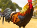 Logħba Għasafar Domestiċi Puzzle  onlajn