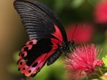 Logħba Butterfly tan-Natura Jigsaw Puzzle  onlajn
