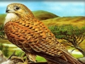 Logħba Puzzle tal-Għasafar tal-Priża  onlajn