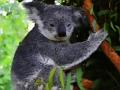 Logħba Ħelu Koala Bear  onlajn