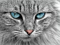 Logħba Jigsaw ta ’Cat Eye  onlajn