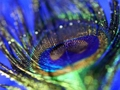 Logħba Jigsaw tar-Rix tal-Peacock  onlajn