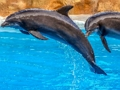 Logħba Sea Delfin Jigsaw  onlajn