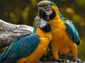 Logħba Pappagall Jigsaw  onlajn