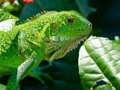 Logħba Iguana Selvaġġa  onlajn