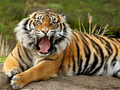 Logħba Annimali Jigsaw Puzzle Tiger  onlajn