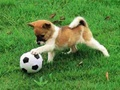 Logħba Puppy Playful Outdoor Puzzle  onlajn