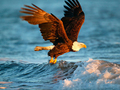 Logħba Annimali Jigsaw Puzzle Eagle  onlajn