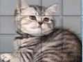Logħba Cat Picpu onlajn