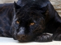 Logħba Black Panther Jigsaw onlajn