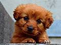 Logħba Puppy Puppy  onlajn