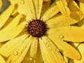 Logħba Petali tal-Fjura Raindrop Jigsaw  onlajn