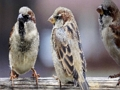 Logħba Jigsaw tal-Familja Sparrow  onlajn