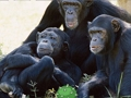 Logħba Umoristiċi Chimpanzee Jungle Escape  onlajn