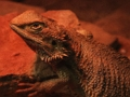 Logħba Jigsaw Lizard Dragun  onlajn