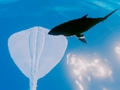 Logħba Stingrays tas-surfing  onlajn